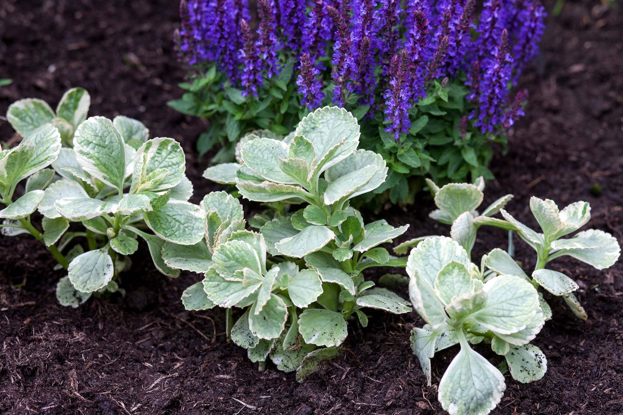 Semillas de planta Coleus Canina - Repele plagas naturalmente con planta repelente de gatos, semillas de planta premium para plantación y jardinería efectivas
