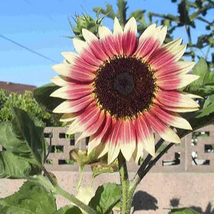 Semillas de Girasol Rubio Fresa – Flores Únicas con Tinte Rosado para Jardines