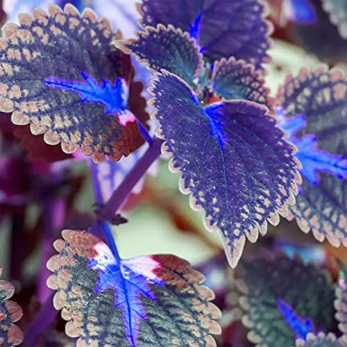 Semillas de Coleo Azul y Rosa Follaje Impresionante para Jardines y Contenedores
