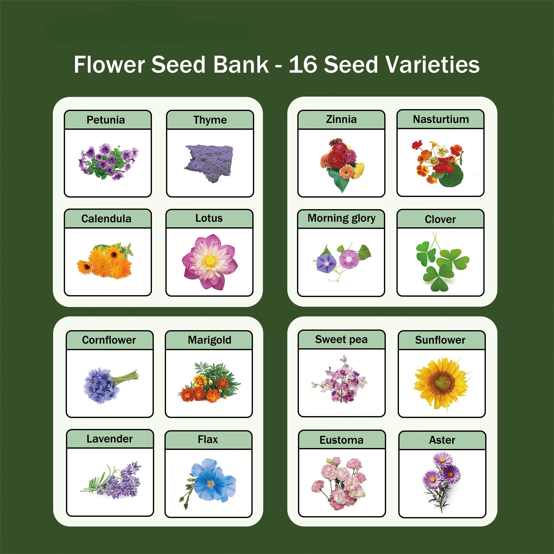 Banco de Semillas de Flores Todo en Uno - 16 Variedades de Semillas