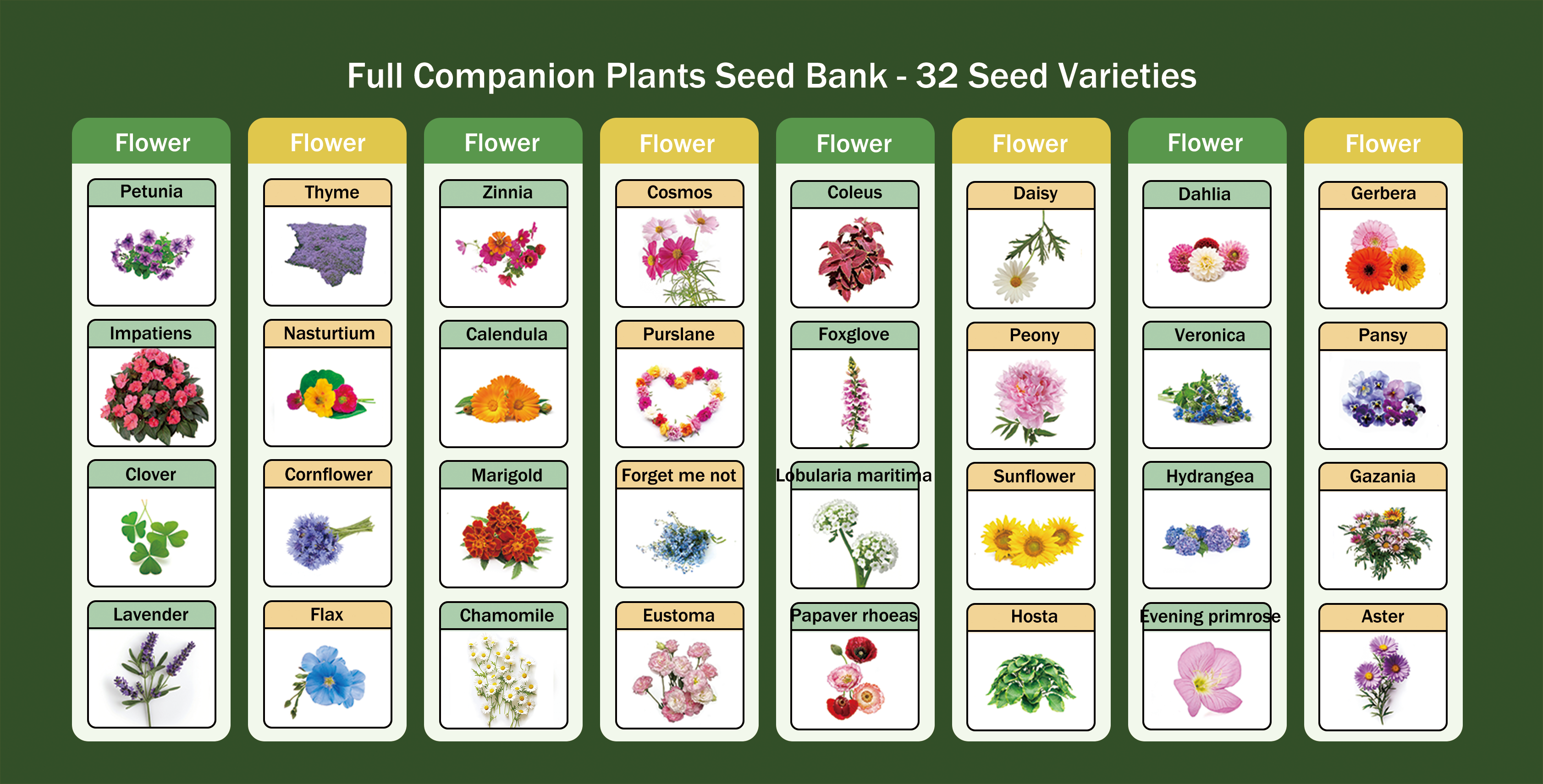Banco de Semillas de Flores Todo en Uno - 32 Variedades de Semillas
