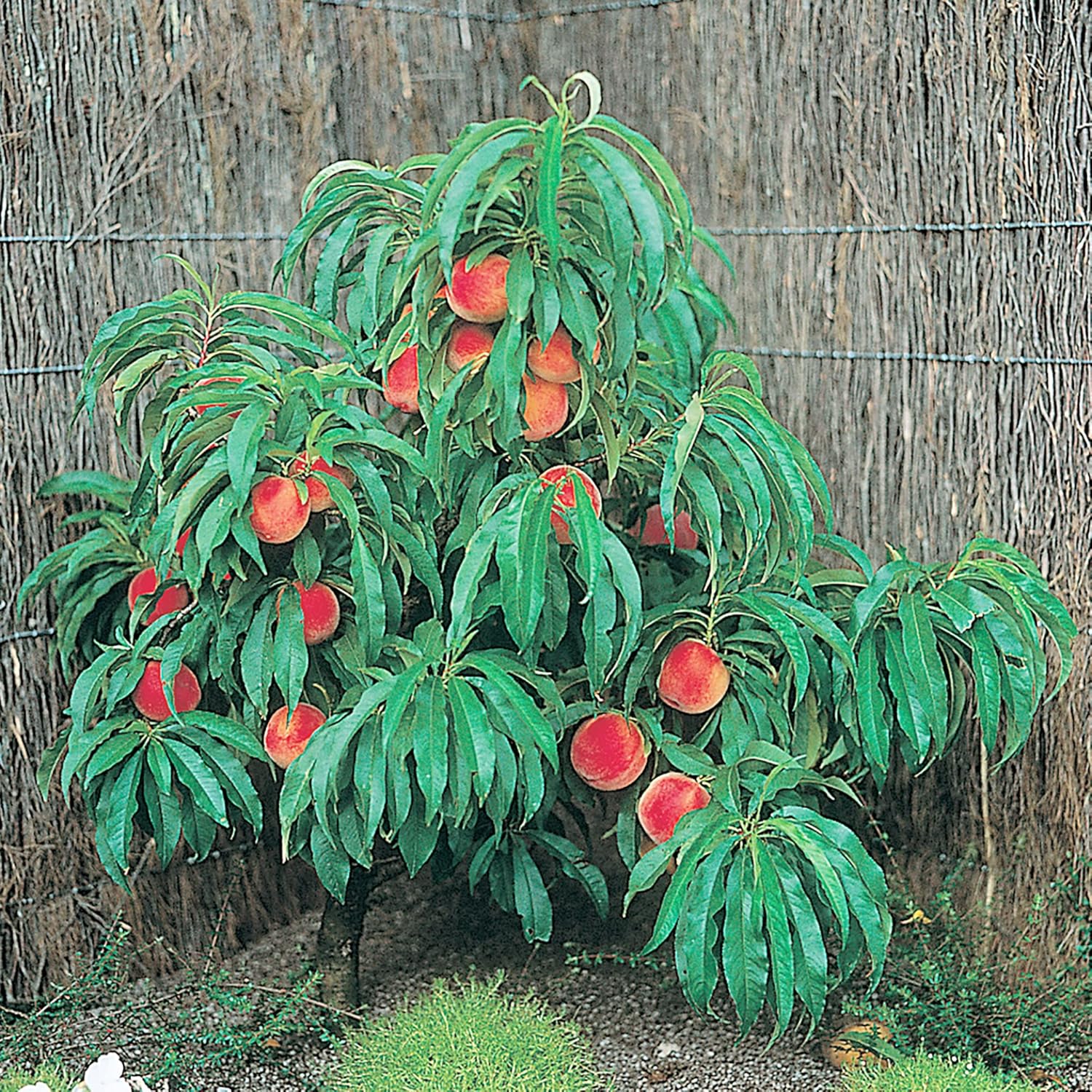 Semillas de árbol de durazno enano Semillas de árbol frutal libres de OGM para jardines pequeños, patios, balcones y cultivo en interiores