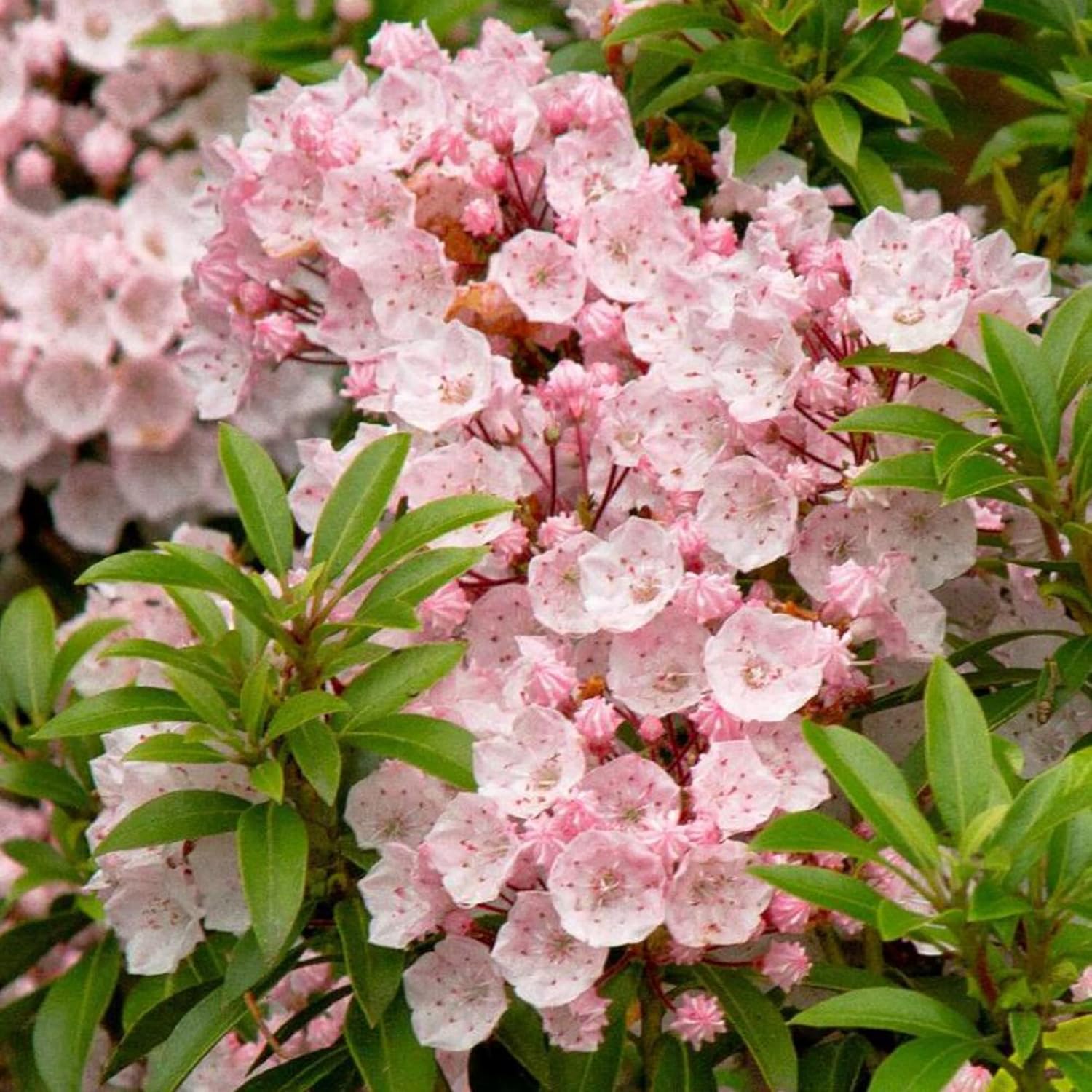 Semillas de Laurel de Montaña (Kalmia Latifolia) – Arbusto perenne floreciente con flores vistosas y follaje brillante, atrae polinizadores
