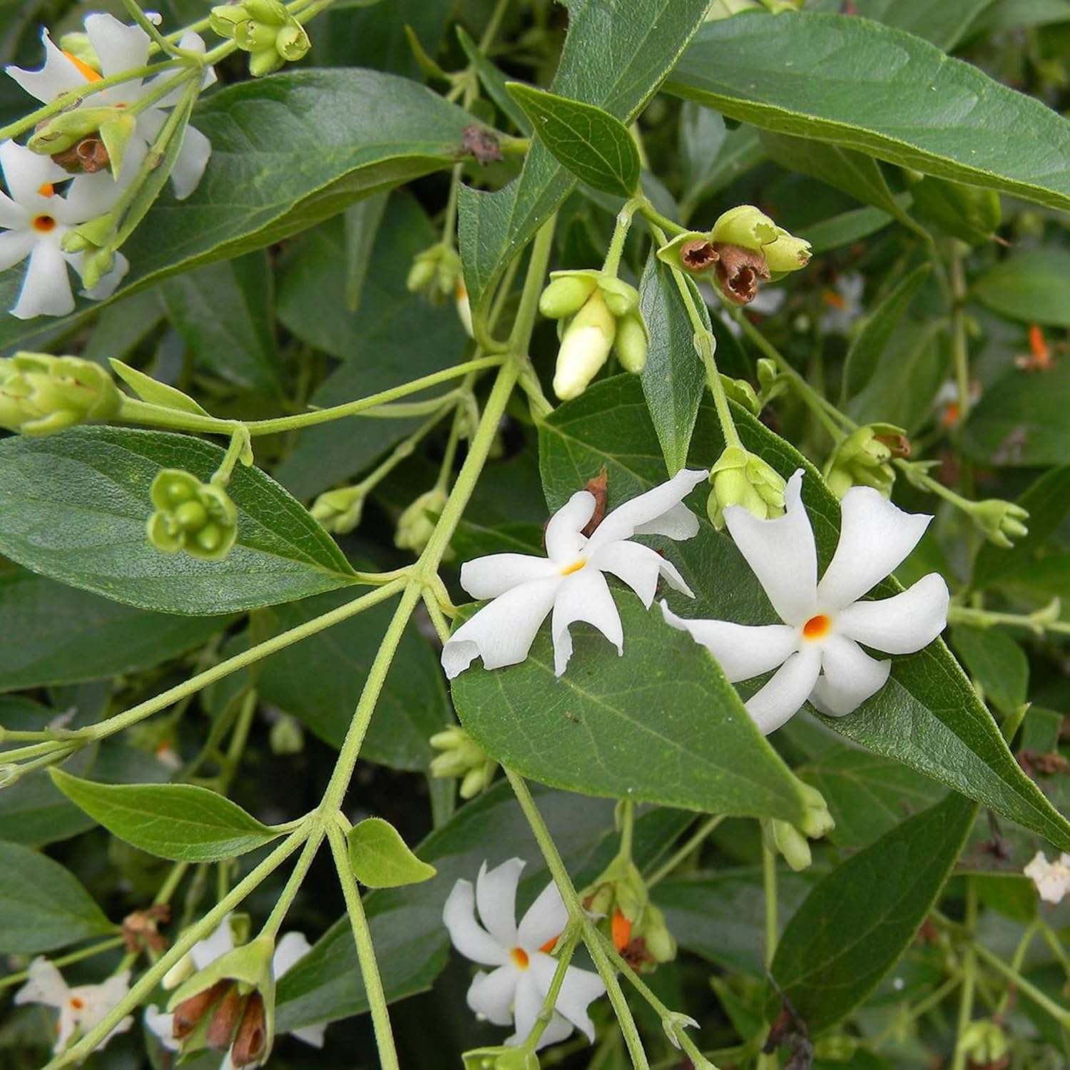 Semi di gelsomino notturno per piantare Nyctanthes Arbor Tristis profumato, benefici per la salute, ornamentale vistoso per patio e bordure