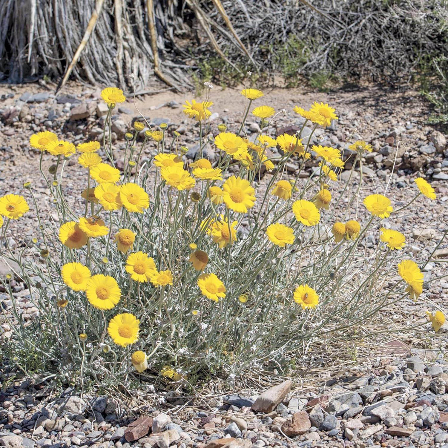 Semillas de Caléndula del Desierto Baileya Multiradiata Perenne, Atractor de Mariposas, Resistente a Ciervos, Tolerante a la Sequía, Ideal para Jardines de Rocas y Contenedores