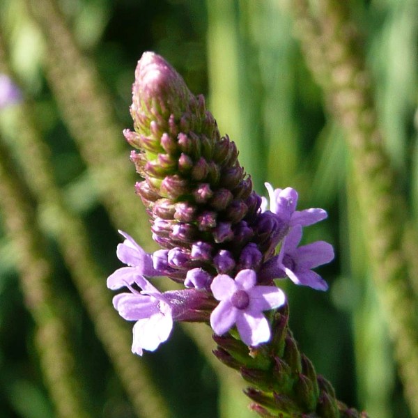 Semillas de Verbena Azul (Verbena hastata) para Plantar