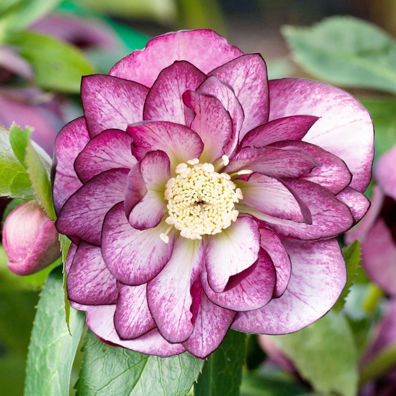 Semi di Rosa di Quaresima Helleborus Perennante Attira Impollinatori per Bordure Ombreggiate e Contenitori