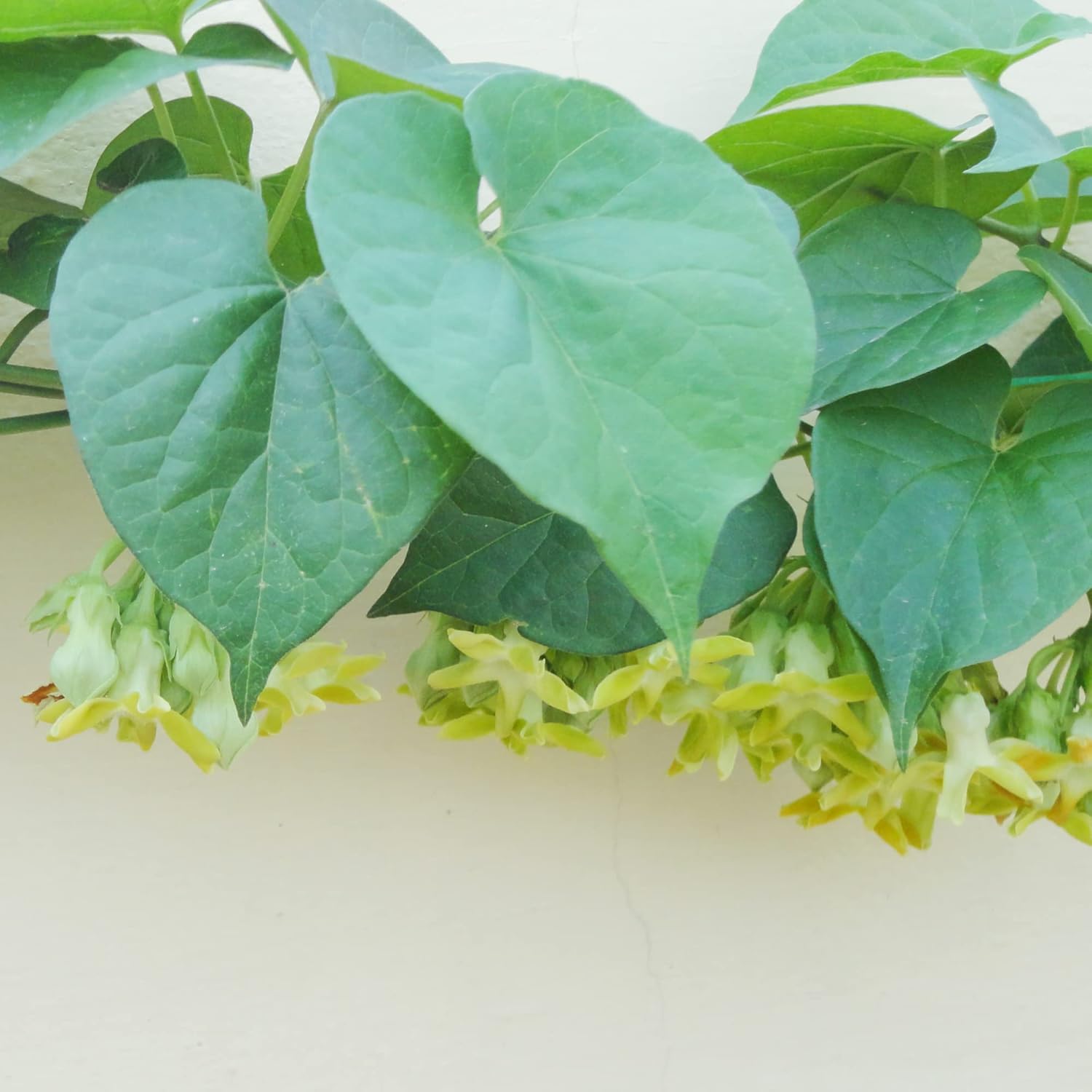 Semillas de Telosma Cordata - Atrae Colibríes y Mariposas, Enrejados y Cercas Comestibles - Semillas de Flores