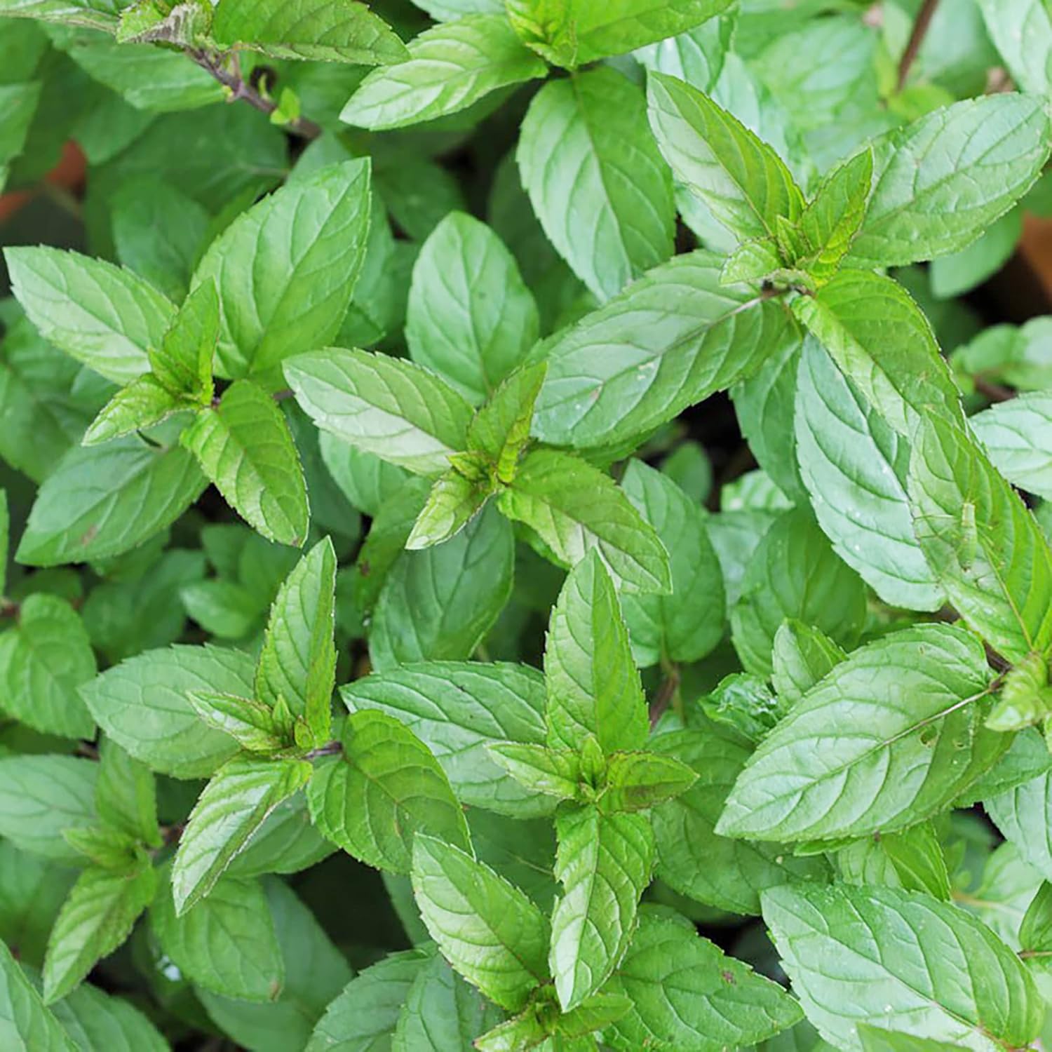 Semillas de Menta con Chocolate Perennes, de Crecimiento Rápido para Patio y Jardín en Contenedor