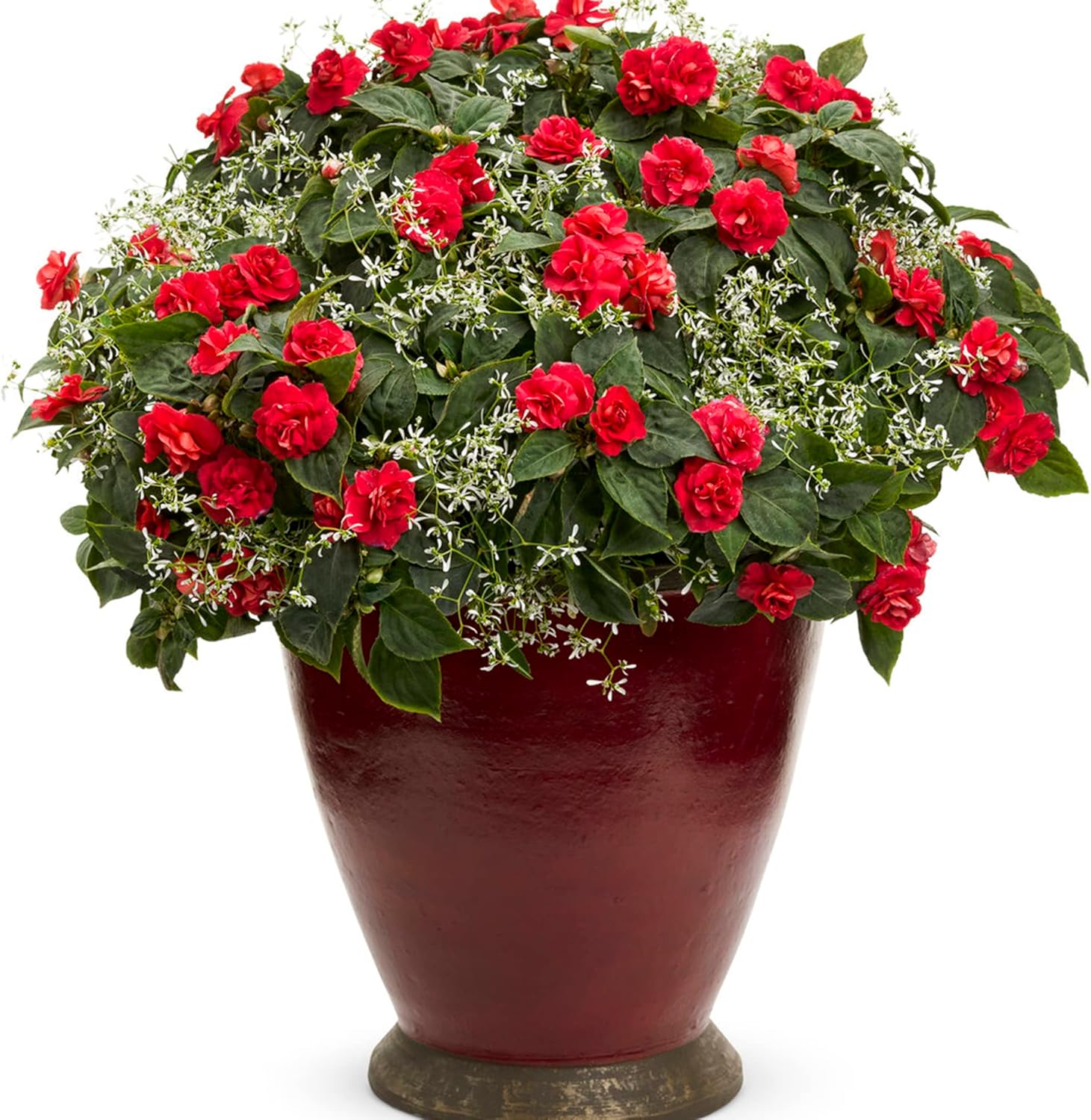 Semillas de Impatiens Dobles Tolerantes al Calor, Perennes Bien Ramificadas, Cultivar como Anuales para Camas, Bordes y Contenedores