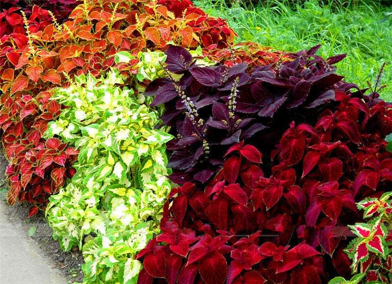 Semillas de Coleus Heirloom – Variegado Multicolor | Patrones Vibrantes en Rojo, Verde, Amarillo, Púrpura y Rosa