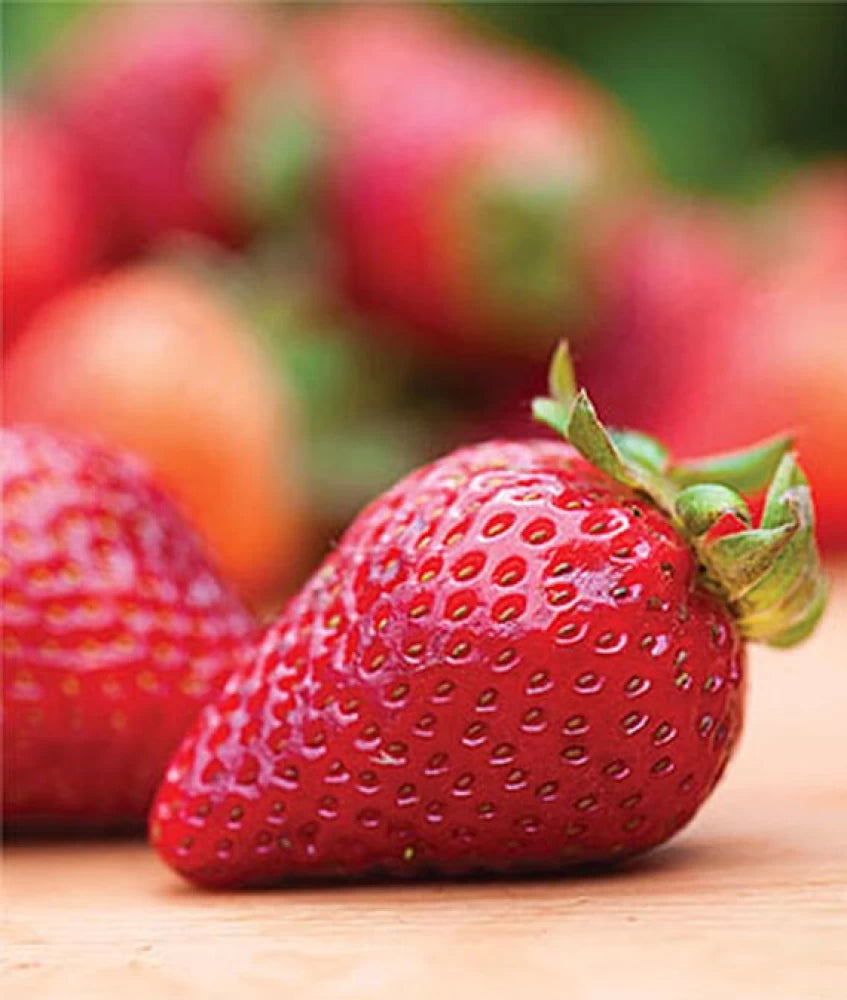 Young Earliglow Strawberry Plant in Garden Bed