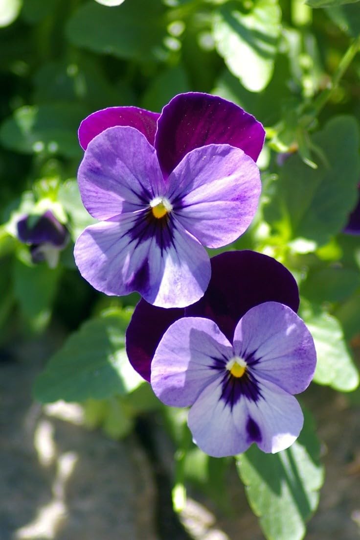 パープルパンジーの種子 – 鮮やかで豊かな花、育てやすい、非遺伝子組み換え