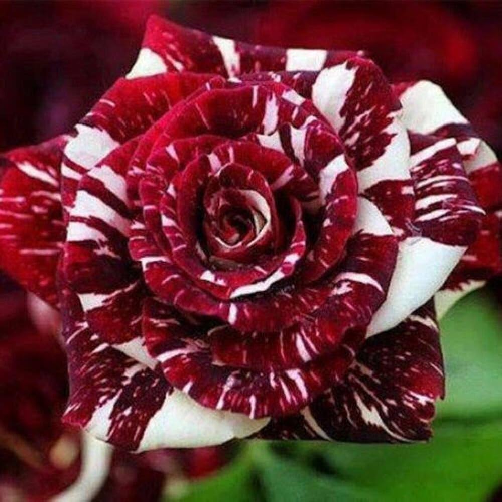 Red & White Rose Flower Seeds ,Stunning Bi-Color Blooms, Easy to Grow, Non-GMO