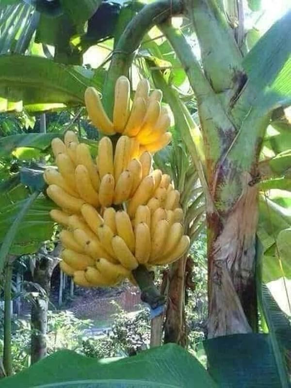 Semillas de Plátano Enano Cavendish para Plantar, Musa Enana | Semillas de Árbol de Fruta Tropical