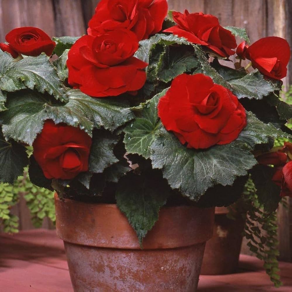 Dark Burgundy Begonia Flower Seeds ,Rich Velvety Blooms, Non-GMO