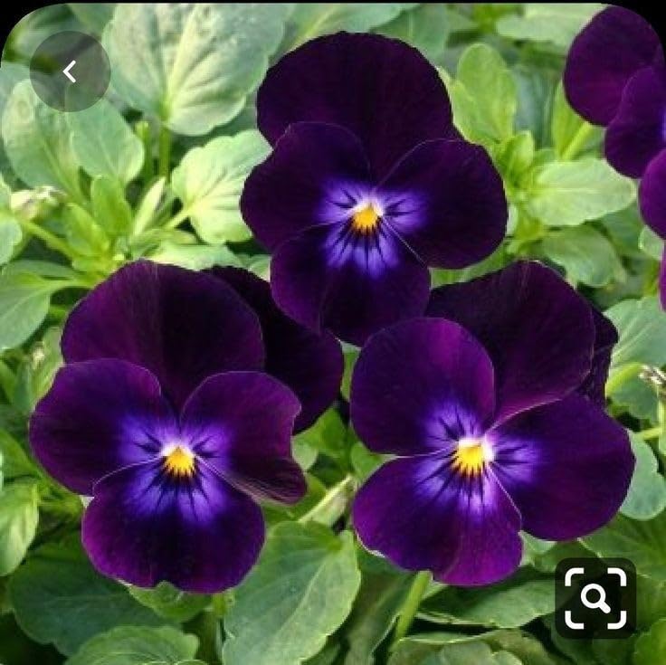 パープルパンジーの種子 – 鮮やかで豊かな花、育てやすい、非遺伝子組み換え