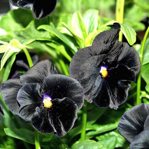 Semillas de flor de pensamiento negro – Flores oscuras únicas para exhibiciones elegantes en el jardín