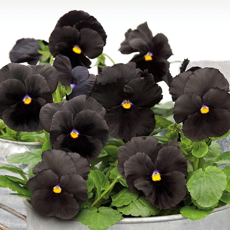 Semillas de flor de pensamiento negro – Flores oscuras únicas para exhibiciones elegantes en el jardín
