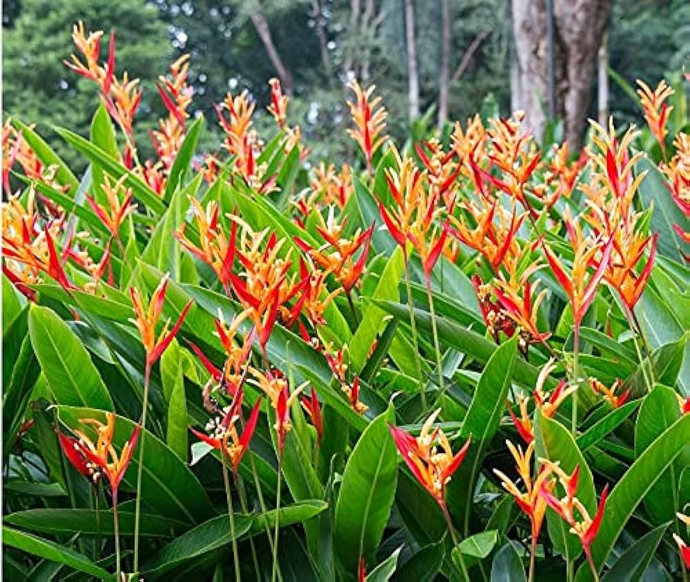 image.title "Heliconia Wagneriana Plant Seeds for Planting -  pcs"