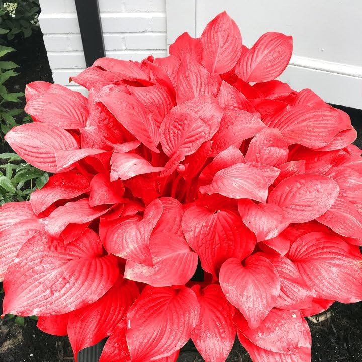 Semillas de Hosta Roja Ans Plantas Perennes Amantes de la Sombra para Jardines Interiores y Exteriores, Amigables con los Polinizadores y de Bajo Mantenimiento