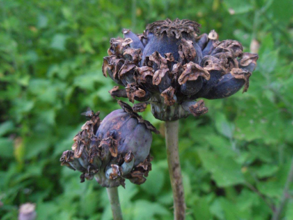 Semillas de Papaver Somniferum 'Hens and Chickens' para Exquisitos Florecimientos de Jardín | Semillas de Jardinería de Alta Calidad