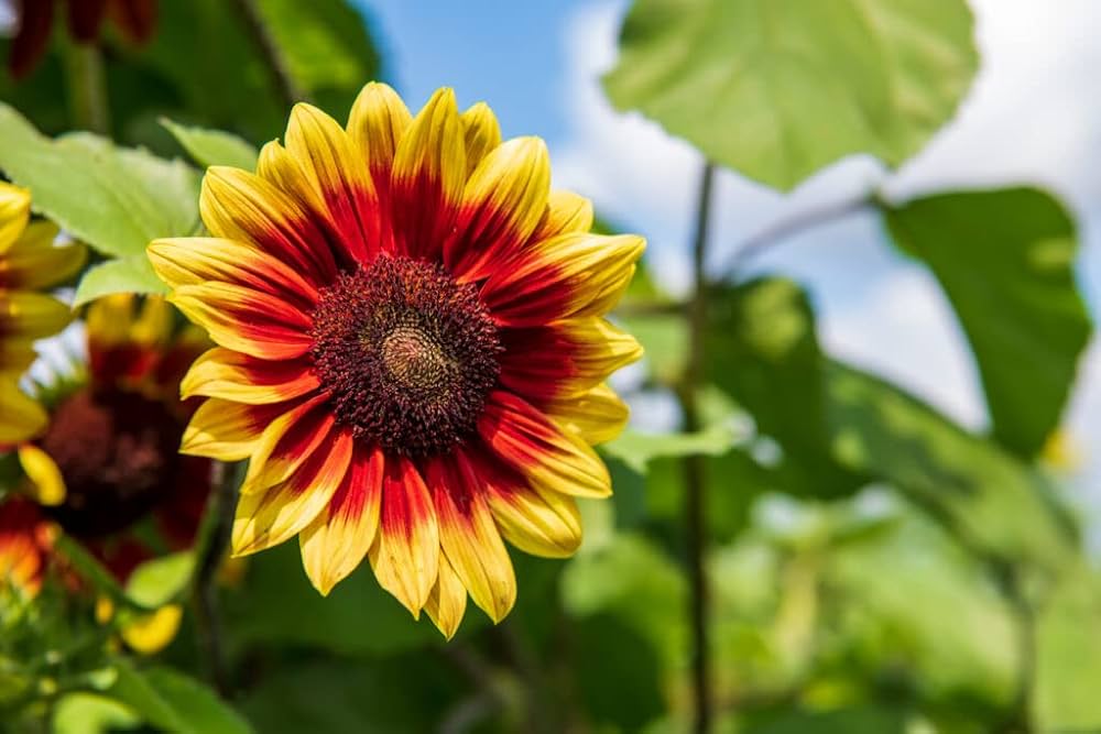 Semillas de Girasol Amarillas con Anillos Rojos – Flores Bicolor Impactantes para Jardines