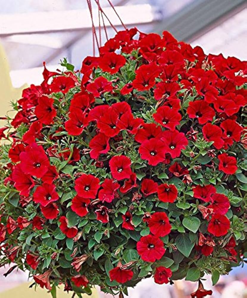 Scarlet Red Petunia Seeds – Bright Fiery Blooms for Gardens & Hanging Baskets