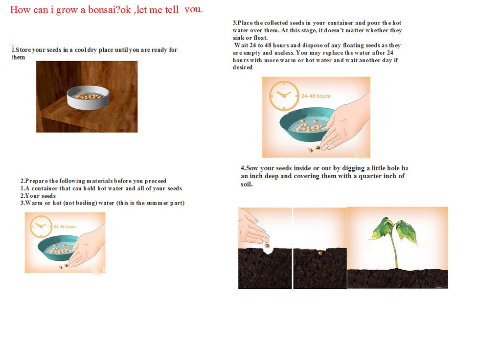 Semillas de flores de violetas africanas Nema para plantar, flores de larga duración para tu jardín