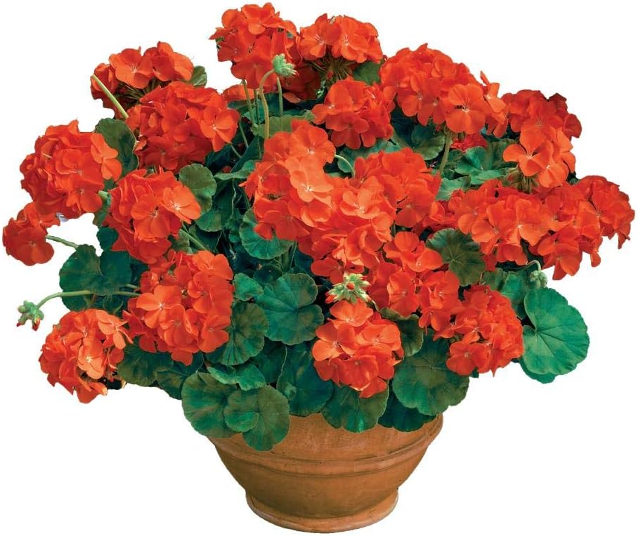 Semi di Geranio Arancione – Fioriture Brillanti e Fiammanti per la Piantagione in Giardino