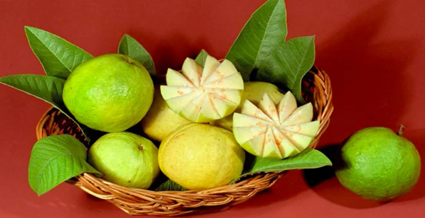 Semillas de guayaba Arka Mridula – Fruta tropical dulce de alto rendimiento para plantar