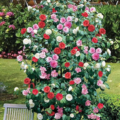 Mixed Camellia Seeds, Cultivate a Stunning Variety of Elegant Blooms