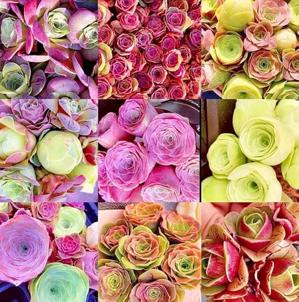 Semillas de flores Greenovia, colores mixtos