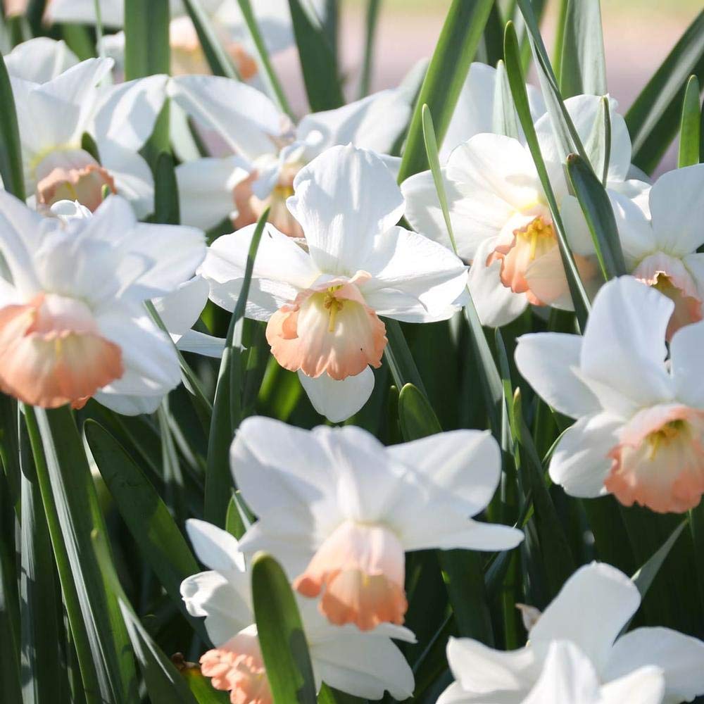 Narcissus White Red Seeds – Elegant Flower Bulbs for Garden Planting