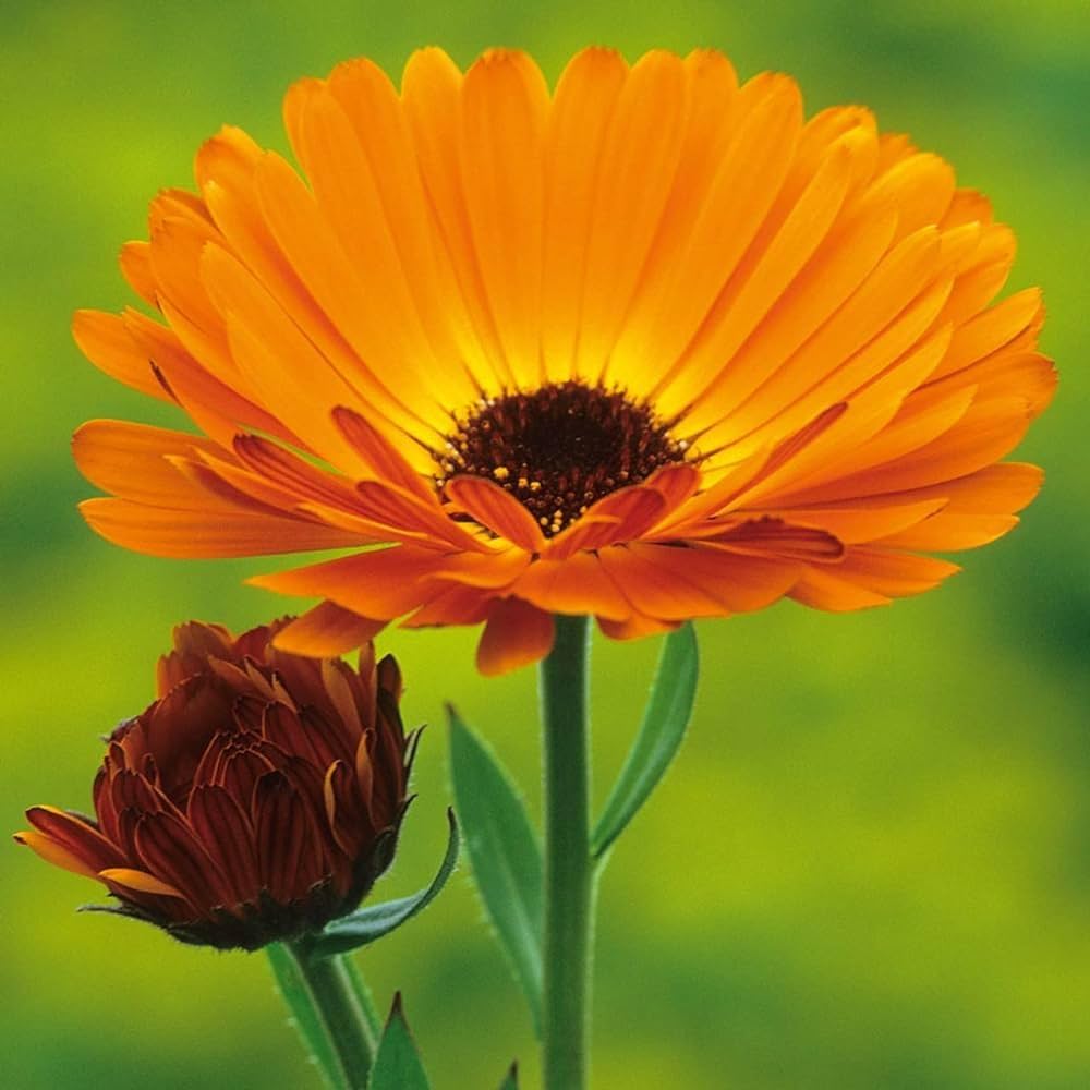 Semi di Fiore di Calendula Giallo Dorato, Fiori Radianti, Non OGM