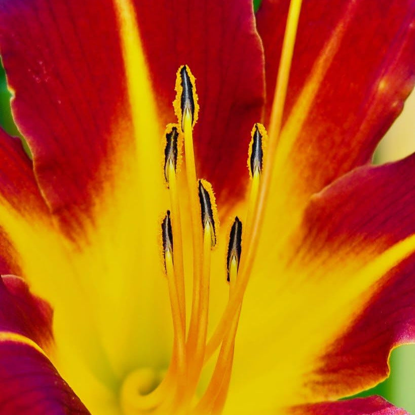 10 Semillas de Lirio de Día de Colores Mixtos Hemerocallis Mezcla Fina de Lirio de Día Rojo, Púrpura y Más Semillas de Flores