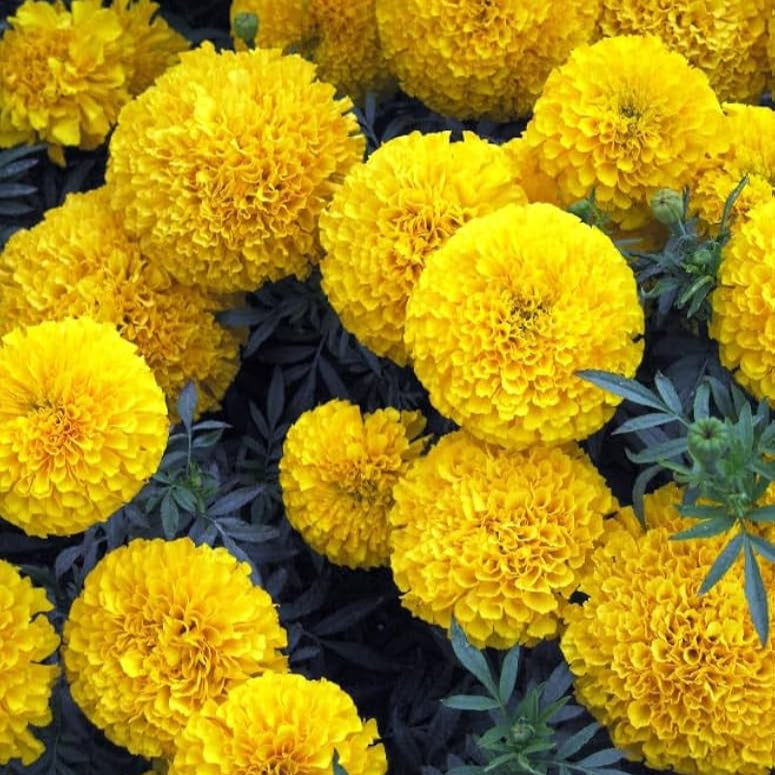 Semillas de flores de caléndula amarillo brillante, flores vibrantes para jardines y bordes