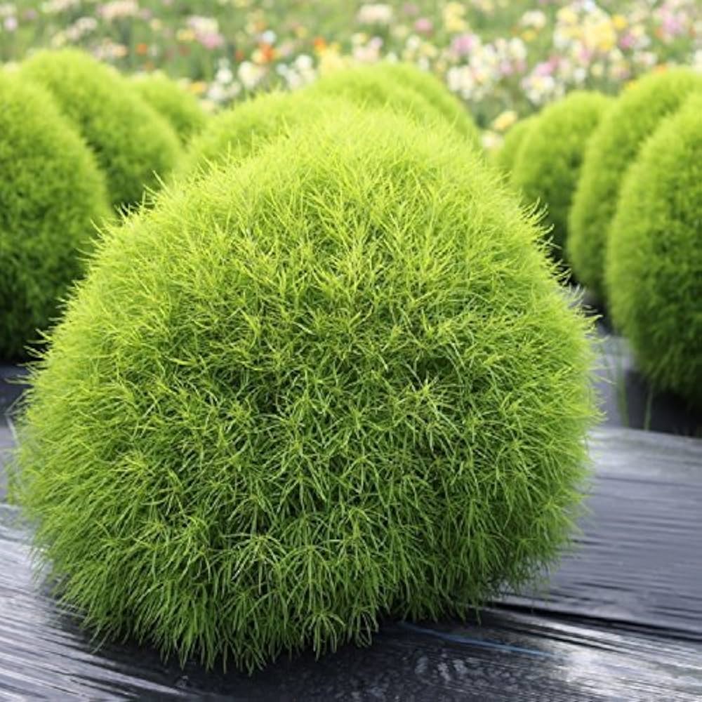 Semi di Kochia Fire Bush per piantare - Fogliame rosso vibrante per splendide esposizioni in giardino