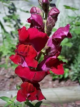 Burgundy Red Snapdragon Flower Seeds,Deep, Elegant Blooms for Your Garden