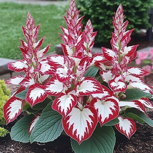 Hosta Plant Seeds White And Red