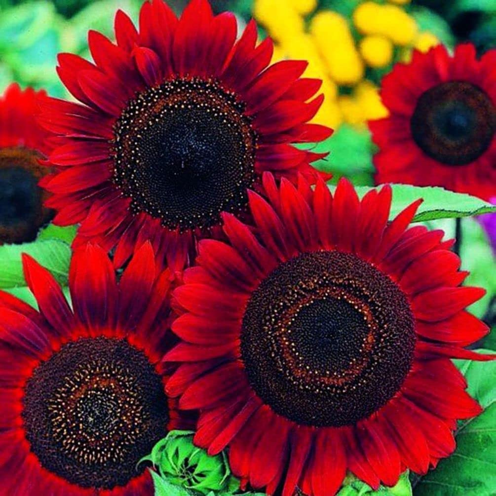 Semillas de Girasol Rojo – Flores Carmesí Impactantes para Jardines y Flores Cortadas