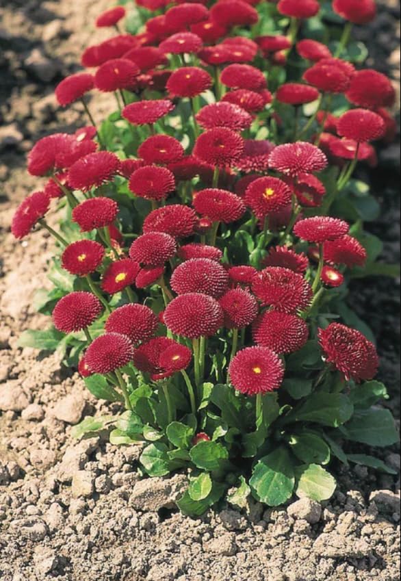 Daisy Pomponet Red Seeds – Vibrant Garden Bloom Variety