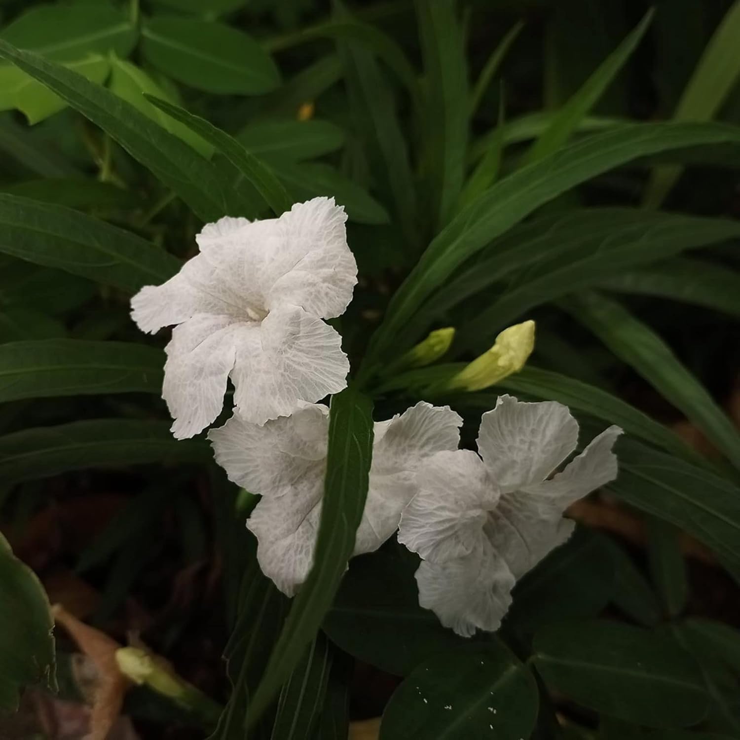Semillas de Petunias Mexicanas Blancas Hierba Perennes Atraen Abejas y Mariposas Tolerantes al Calor y la Humedad Bordes Camas Contenedores Exterior 30 Piezas Semillas de Flores