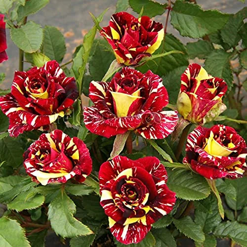 Red & Yellow Rose Flower Seeds,Striking Bi-Color Blooms, Non-GMO