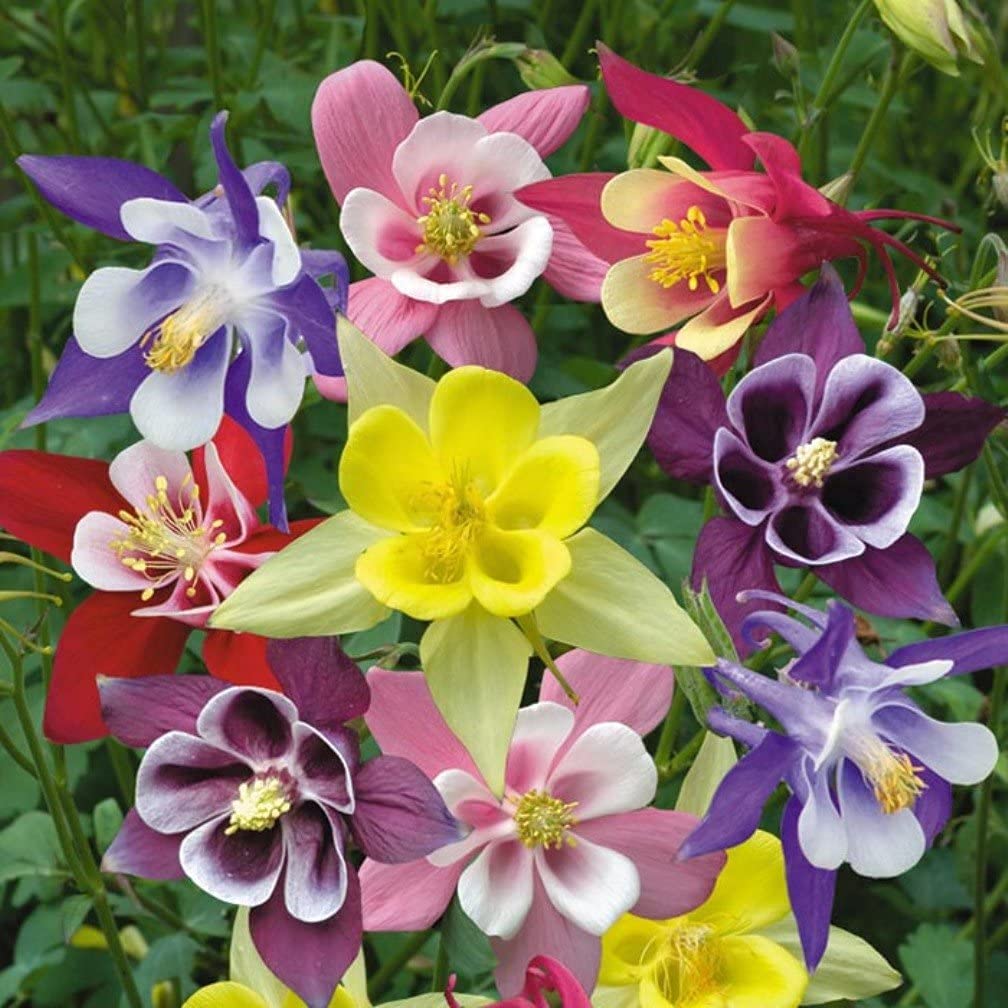 Semillas de Columbine – Flores delicadas y coloridas para plantar en el jardín