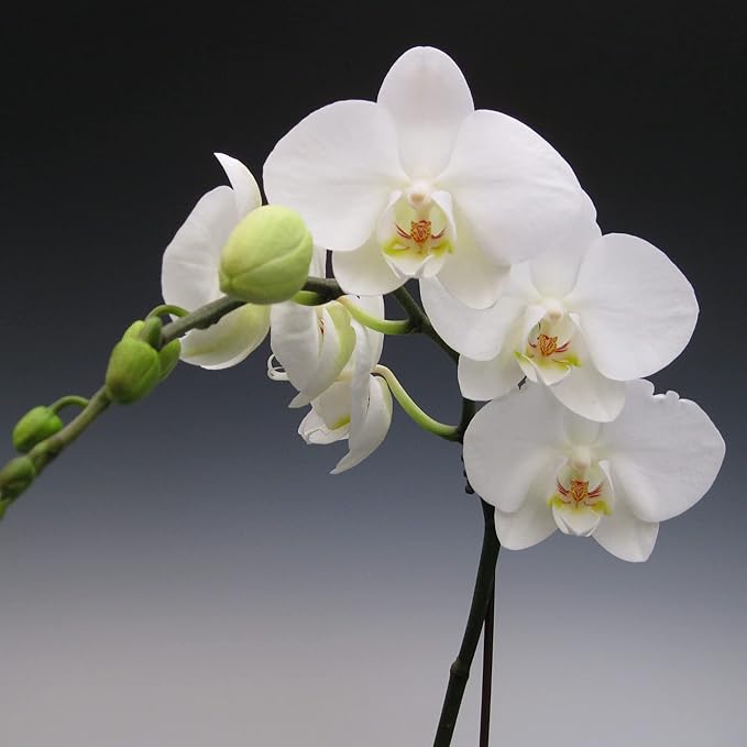 Mixed Phalaenopsis Orchid Flower Seeds, Diverse Assortment for Stunning Orchid Displays