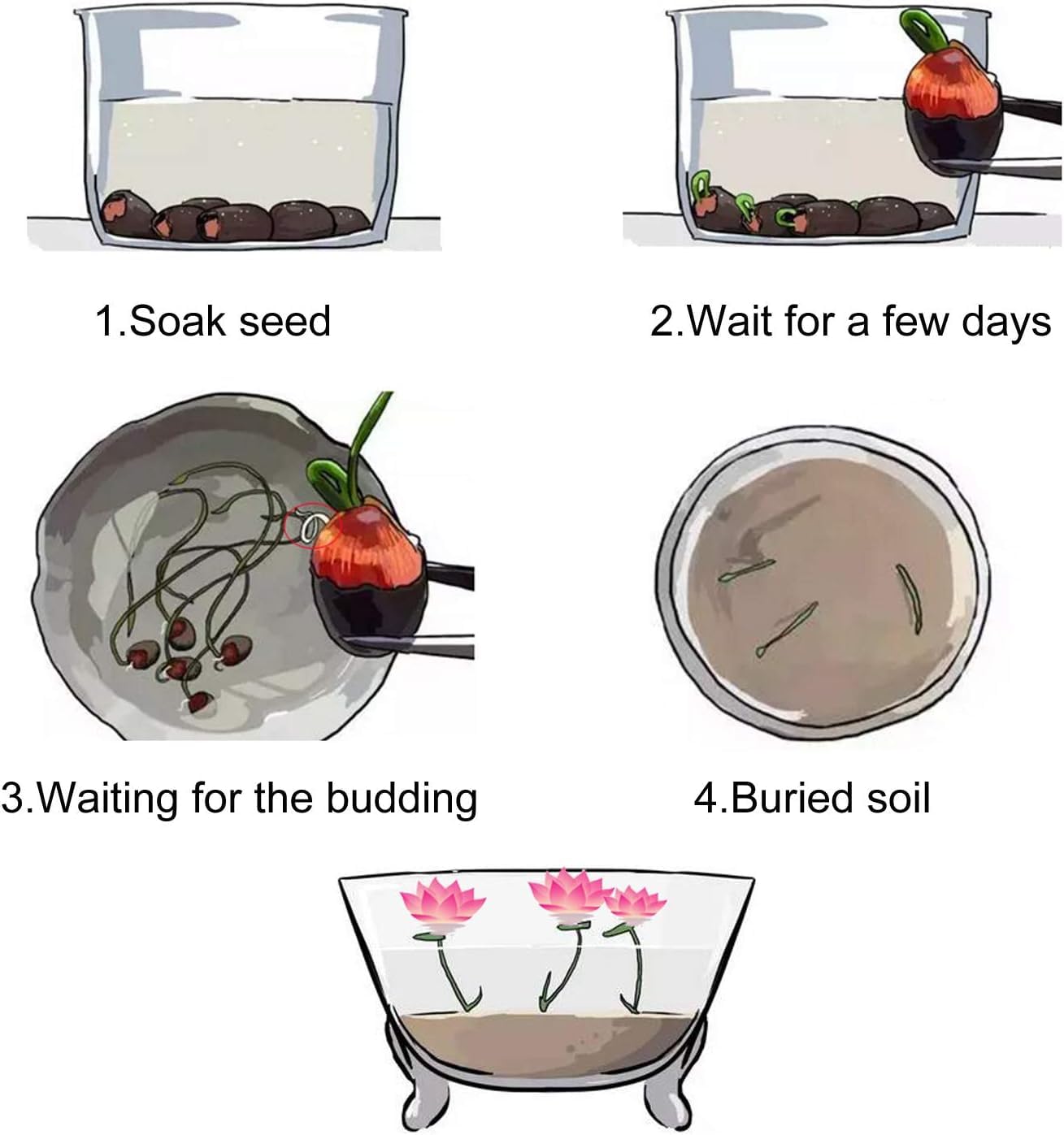 Semillas de flor de loto para plantar, guía completa para cultivar exquisitas flores de loto