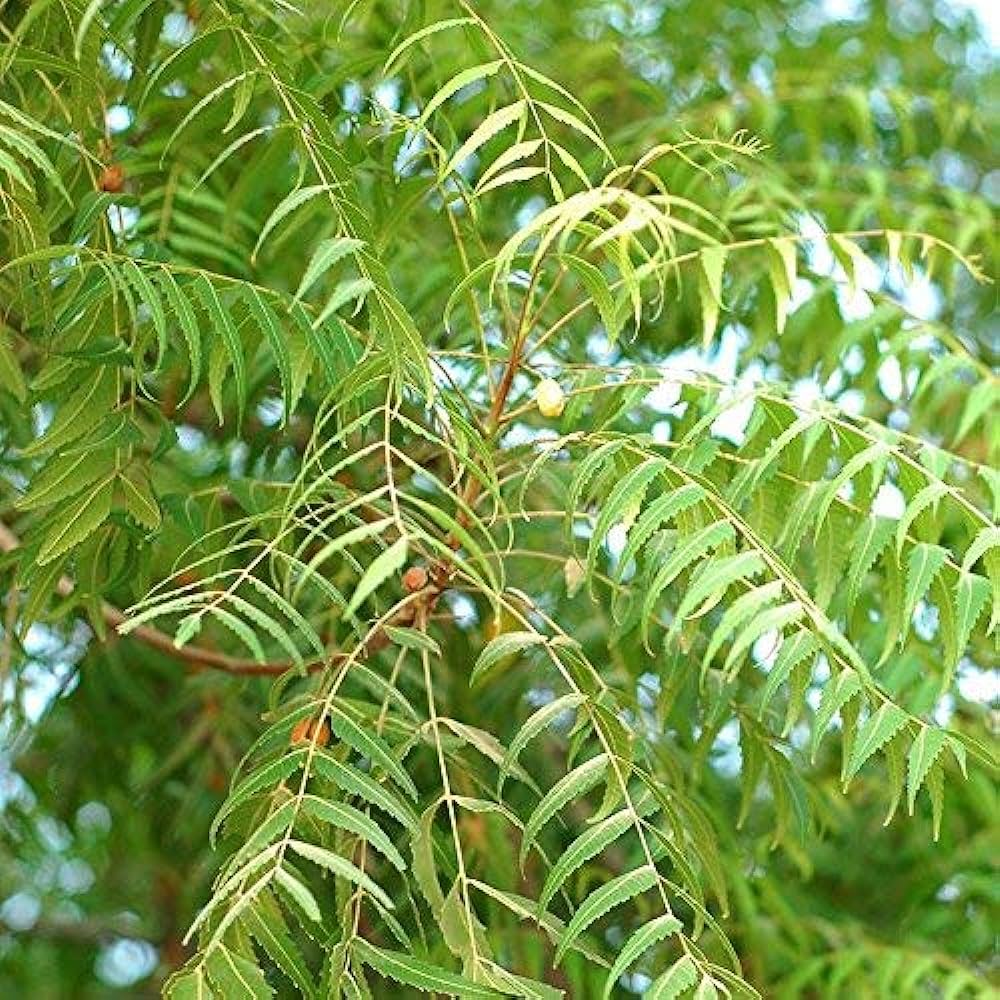 Graines de plante de neem pour la plantation, cultivez un arbre polyvalent et bénéfique