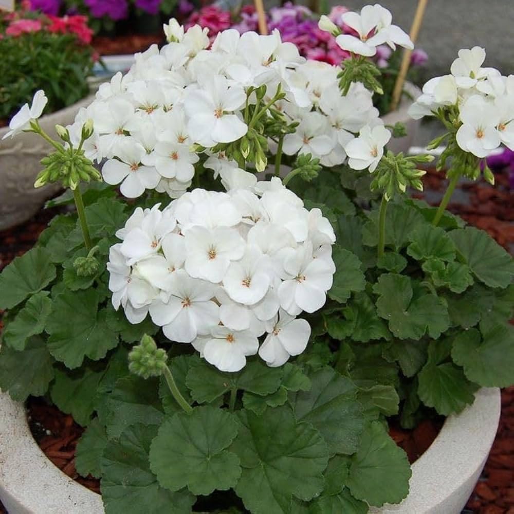 White Geranium Seeds – Pelargonium Seeds for Elegant Garden Blooms