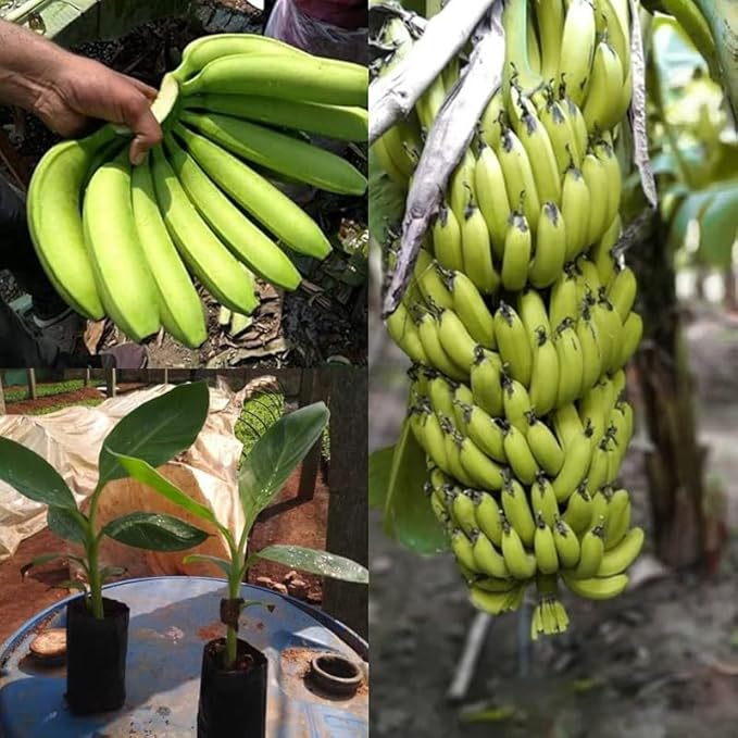 Semillas de Plátano Enano Cavendish para Plantar, Musa Enana | Semillas de Árbol de Fruta Tropical